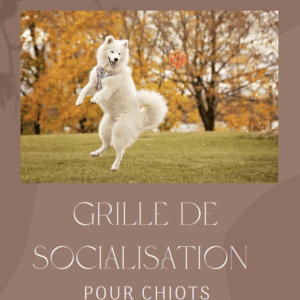 Grille de socialisation pour chiots