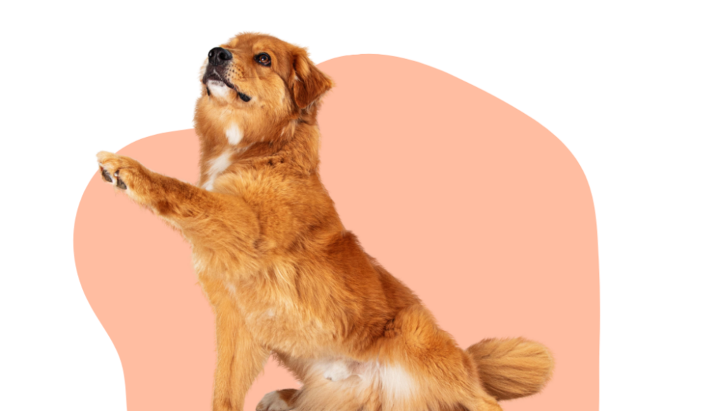 Belle Education Canine-17